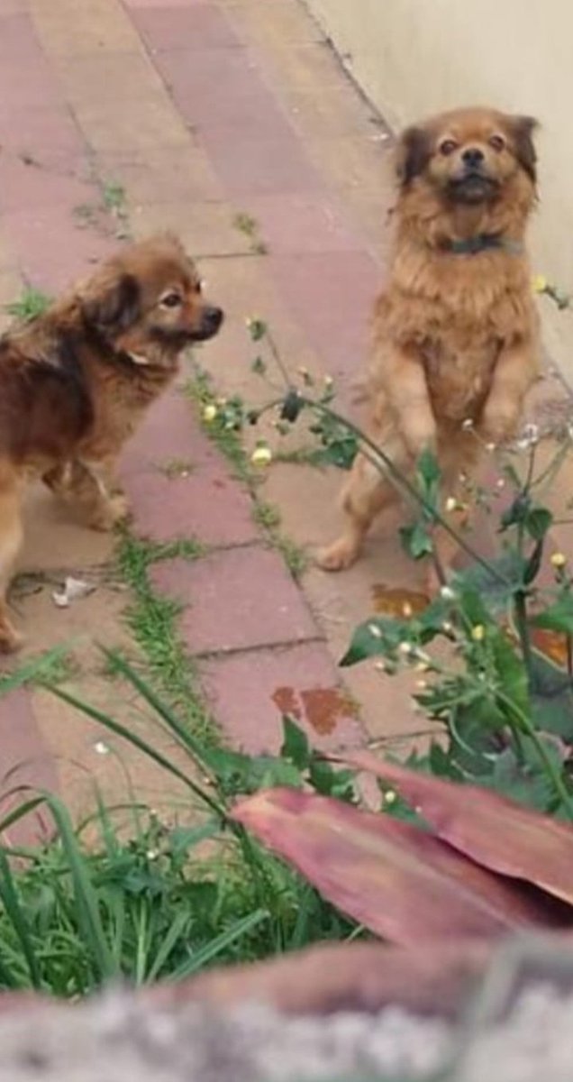 laurasa321368's tweet photo. Estas 2 perritas, mama e hija necesitan un nuevo hogar ya q ellas tenian uno. Su mama humana fallecio y las echaron de su casa. 
Los herederos no entienden que ellas son las dueñas? Nefastos. Tamaño pequeño y castradas. Traslado pago.
Gracias quien pueda darles amor.
1166952901 https://t.co/ybzaZ5Rv9r