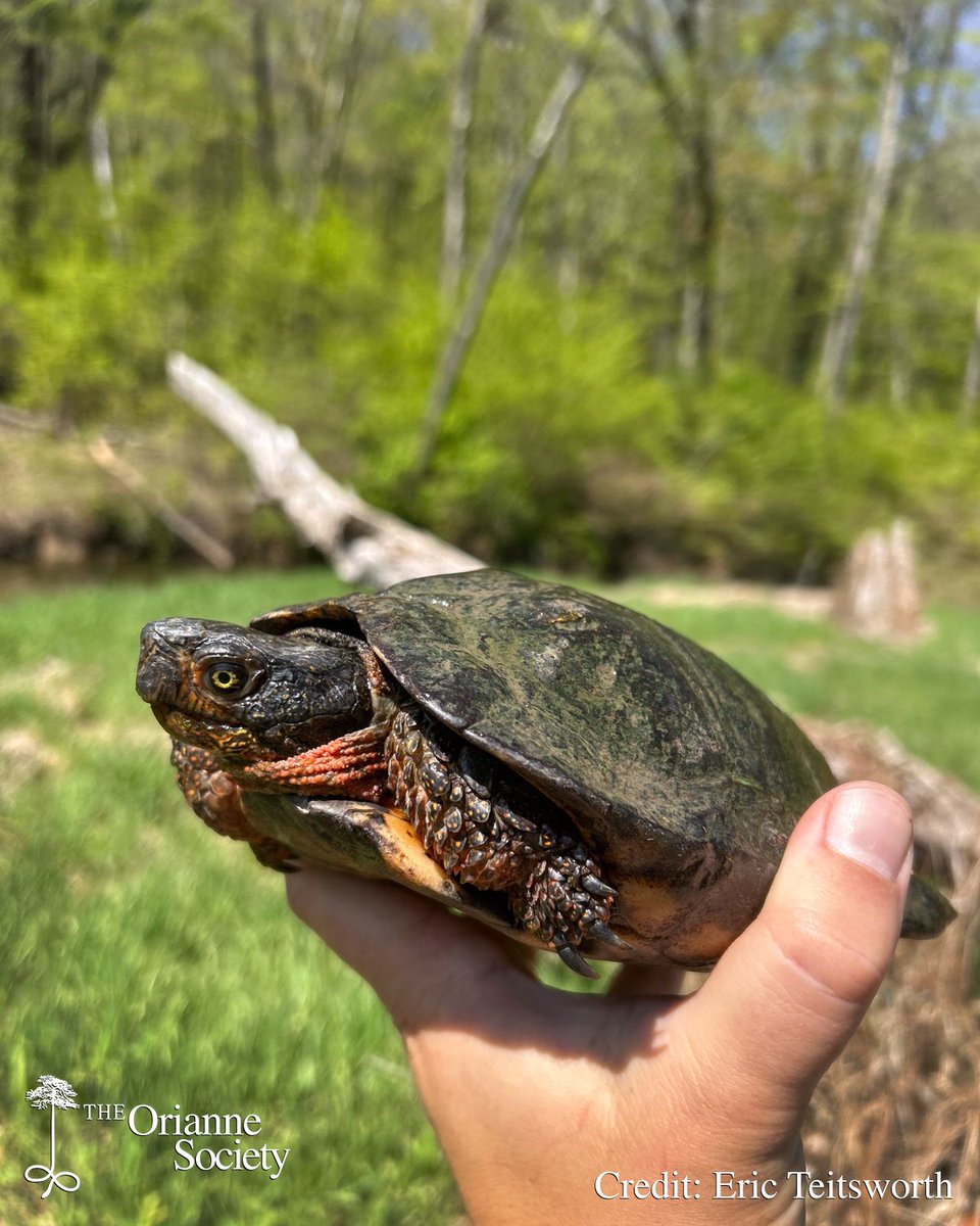 OrianneSociety's tweet photo. Most sources suggest that the #WoodTurtle lifespan can be 50-80 years in a healthy, wild population. Visibly old individuals like this male support this claim. The species name “insculpta” refers to the sculpted, textured carapace that Wood Turtles exhibit. Not so with this male. https://t.co/EJTUozC58c