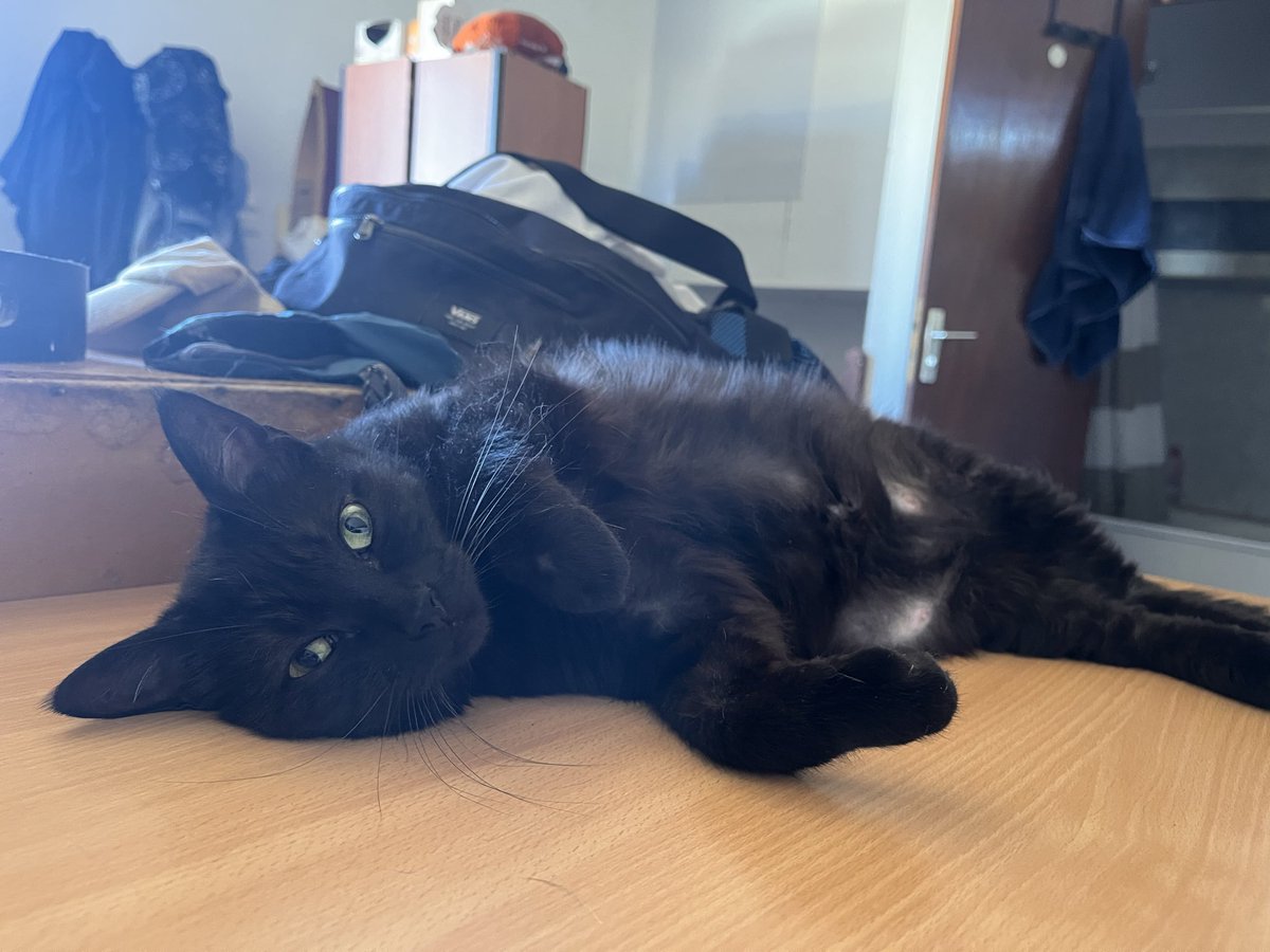 Raphael_Alpi's tweet photo. La première et la plus récente 🐈‍⬛ https://t.co/91tjS4chWp