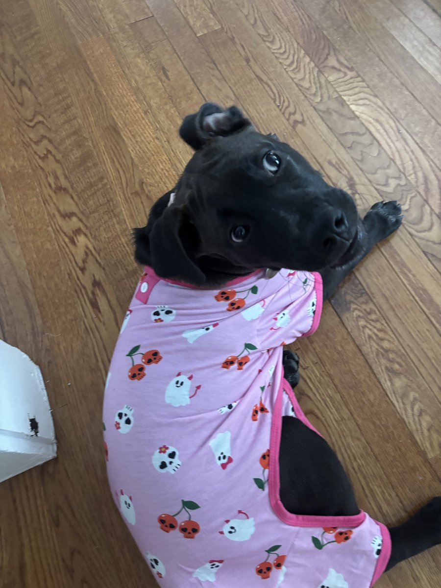 LolaPatolla's tweet photo. Puppy Stella from our galaxy litter checking in with her new pjs 🩷! https://t.co/lwQRteYtOr