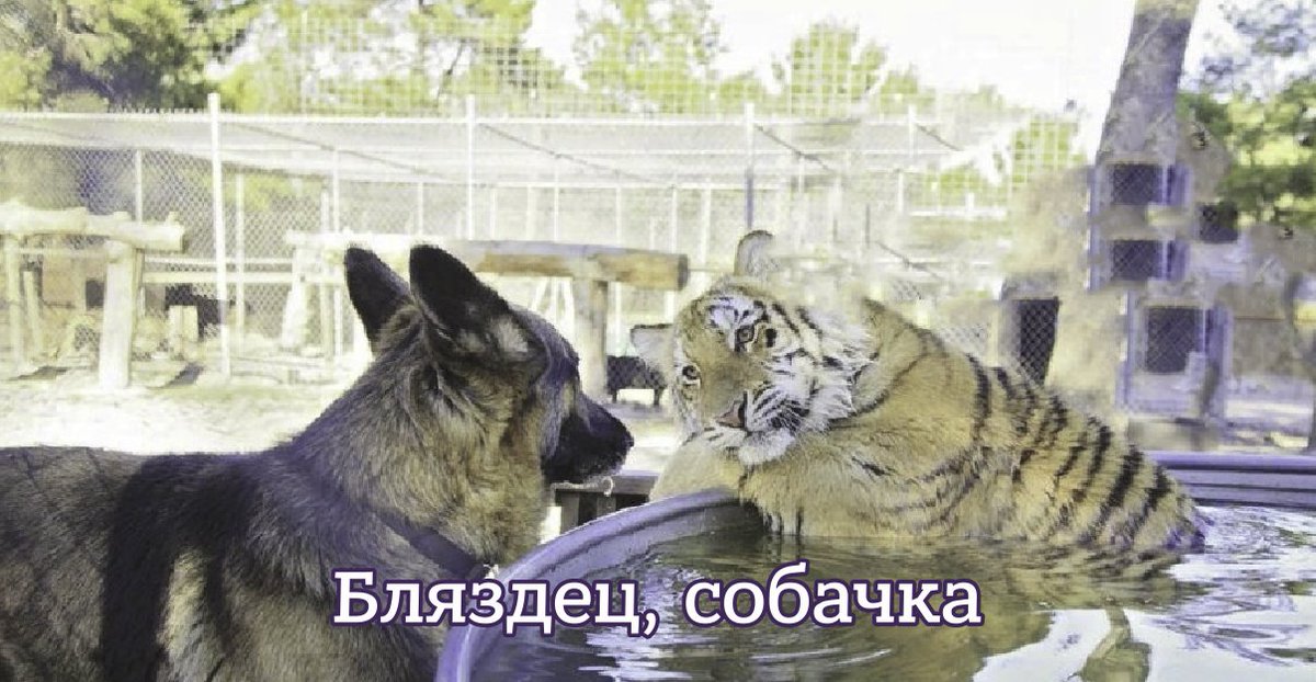 oldLentach's tweet photo. В вакцине «Мультикан-8» обнаружили живой вирус болезни Ауески, вызвавший гибель собак

Его выявили в образцах 20-й серии препарата, отобранных в Ярославской области, сообщил Россельхознадзор. Исследование подтвердило связь между применением этой партии вакцины и случаями гибели собак.

��алобы на плохое самочувствие и смерть питомцев после прививки начали поступать в середине августа. По предварительным данным, которые озвучил глава ведомства Сергей Данкверт, причиной случившегося могли стать нарушения технологии во время производства вакцины. Сколько именно питомцев пострадало, достоверно неизвестно. В чатах говорят о «сотнях». Председатель комитета ГД Нина Останина сообщила, что в поступивших обращениях речь идет минимум о 300 собаках.

Болезнь Ауески (ложное бешенство) — вирусная инфекция животных. По данным Всемирной организации здравоохранения животных (WOAH), чаще всего поражает свиней, но может встречаться у собак, кошек и других млекопитающих. Для человека болезнь Ауески не представляет опасности.