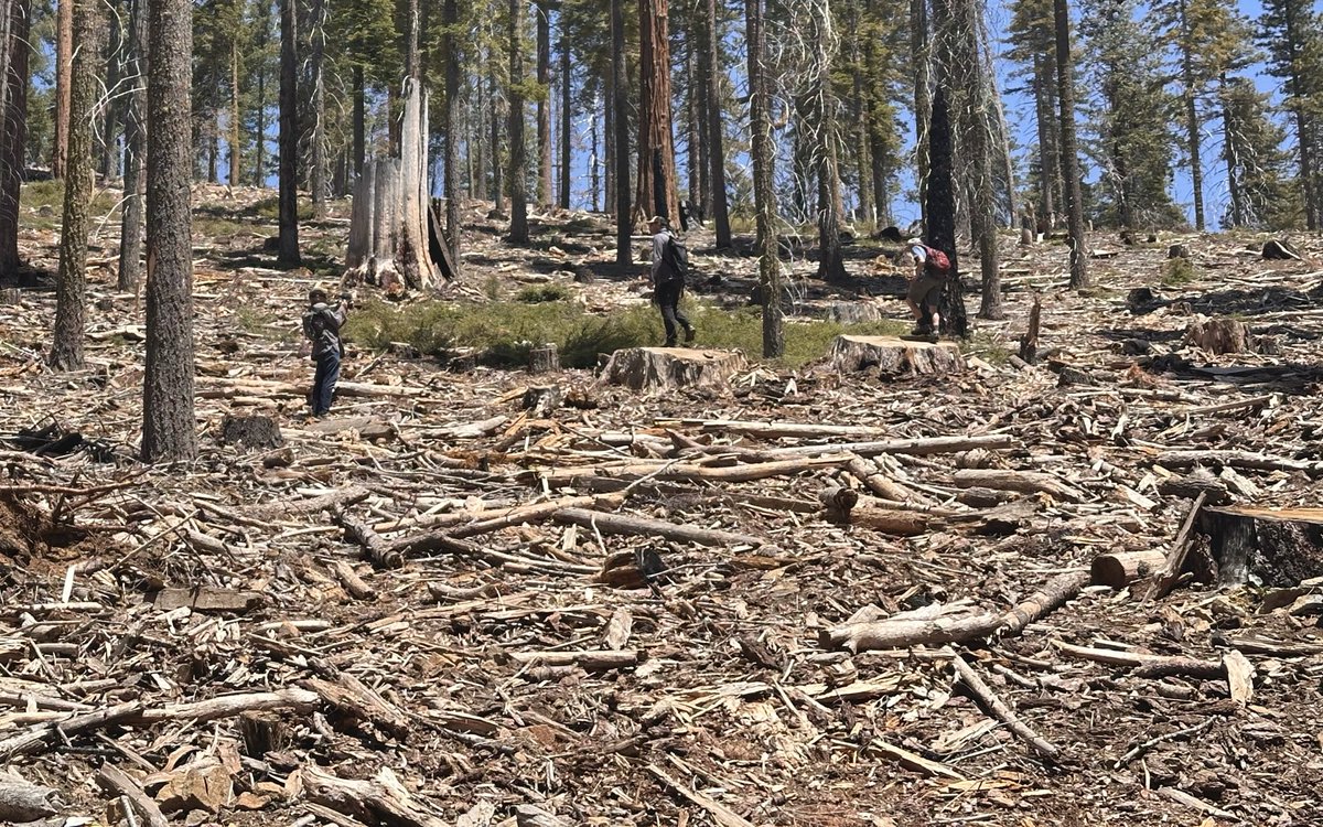 JohnMuirProject's tweet photo. @SenAlexPadilla pushing back on Yosemite land exchange WHILE PROMOTING his Destructive SOSA S4103.- which would rollback environmental laws to promote MORE damaging logging within in Sequoia Groves in Yosemite NP- photo “restoration” of Mariposa Grove 2026. #OpposeSOSA https://t.co/sS2Q5OQ6W7
