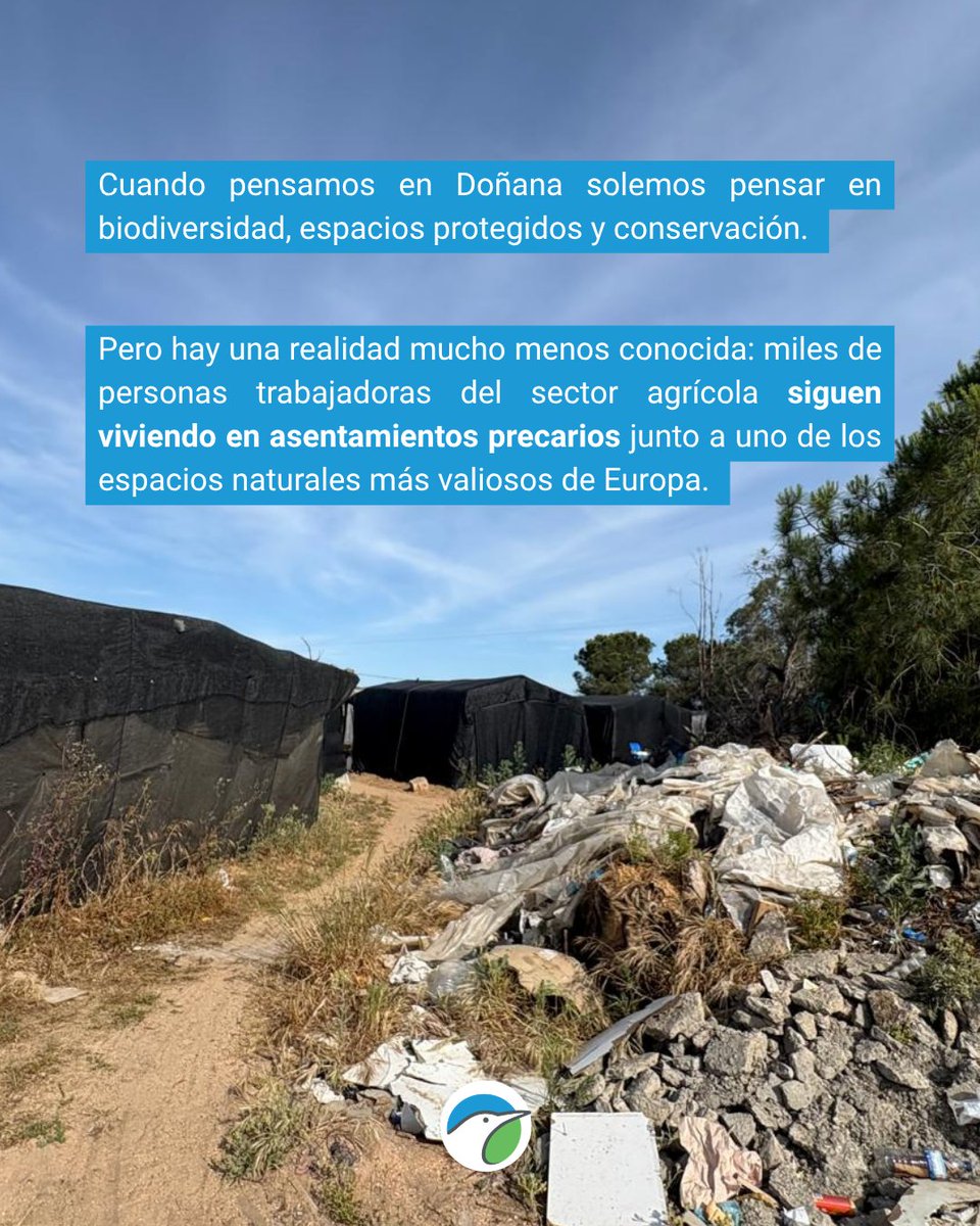 DONANA_SEO's tweet photo. Cuando pensamos en Doñana solemos pensar en biodiversidad y conservación.
Pero miles de personas trabajadoras del sector agrícola siguen viviendo en asentamientos precarios junto a uno de los espacios naturales más valiosos de Europa. https://t.co/8KvFPKyfWl