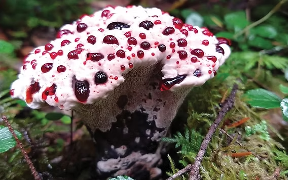 techieturtle8's tweet photo. @breadleyishere @Hytale you should make a world based around this mushroom. It's often called bloody tooth mushroom so maybe you could do giant tall white monoliths or smthn. https://t.co/XStb4UBN7i