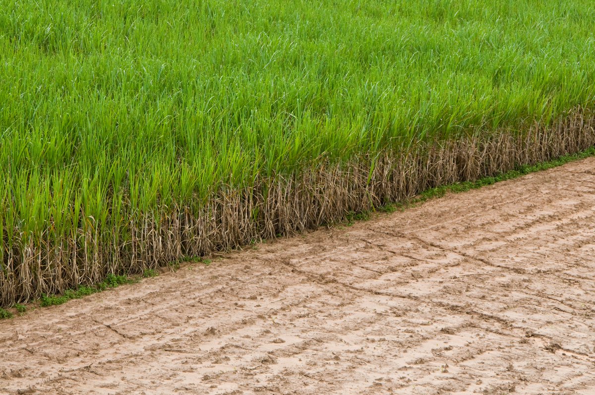 sugaronline's tweet photo. #SUGAR NEWS #BRAZIL 🇧🇷: Rains delay #sugarcane crush and compromise sugar production in Centre-South.

Join today to read the full story: https://t.co/yHoFelL5Fg.

#commoditiestrading #softcommodities #sugarindustry https://t.co/TmCFO23XSG