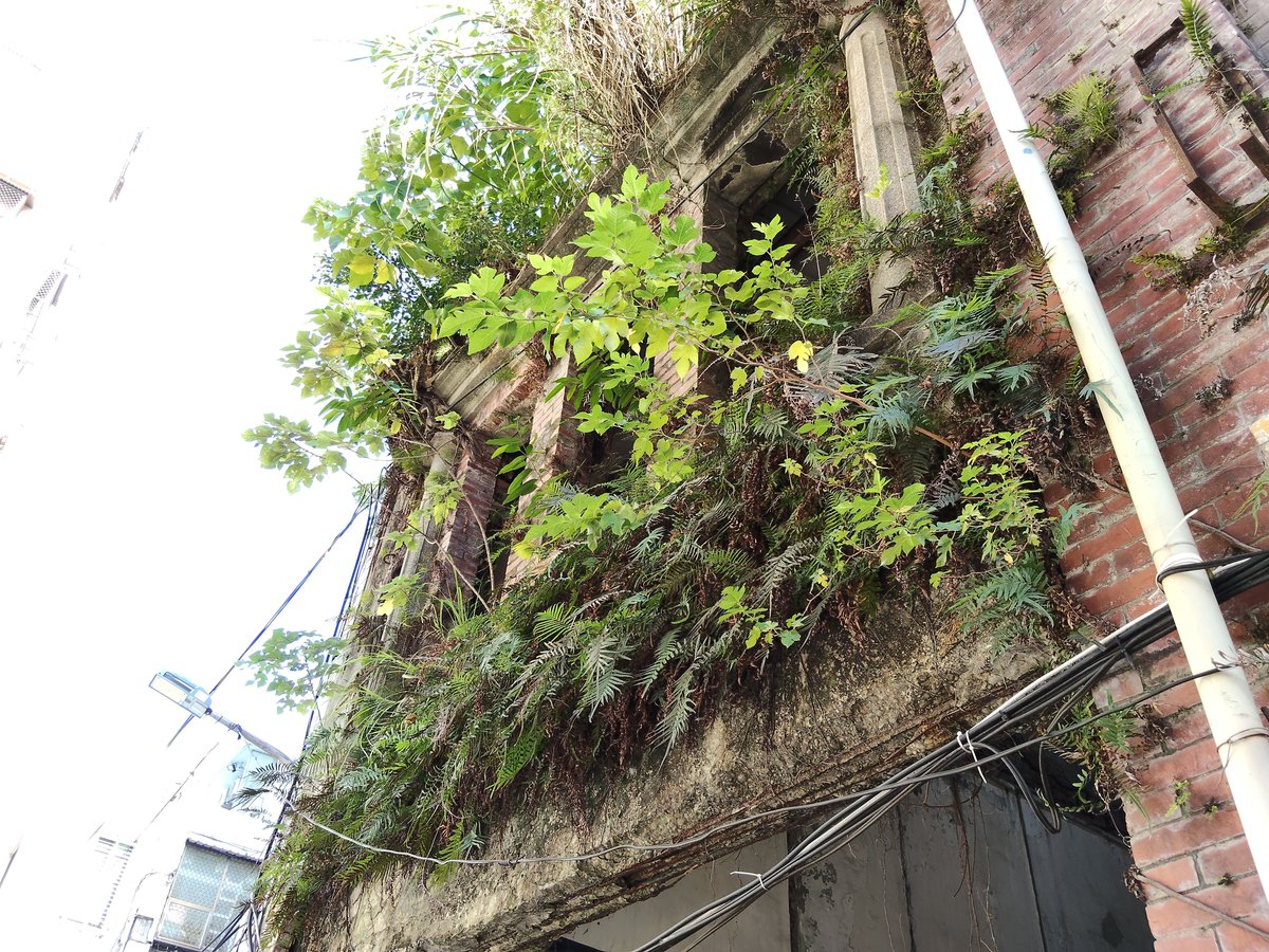 Trebor_Koch's tweet photo. 今回台湾の建物が全体にちょっとくすんで古臭い感じになってる理由に合点がいったんですが、雨と湿気多いからほっとくと建物から色々生えてくるんですね。
基本は藻類、地衣類、コケ類？って感じだけど、放棄された建物は隙間からシダ等が生えてボサボサになるみたい。所々遺跡になってる。 https://t.co/wAhJBbm1PW