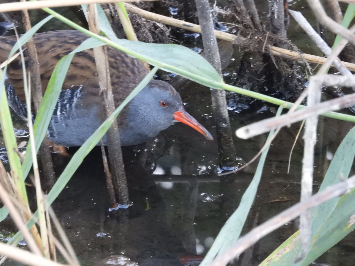PatHogarth's tweet photo. Lovely day @tophilllow but a bit quiet. Best I could do,
Buzzard &amp; Sparrowhawk at distance, Water Rail &amp; Jay much closer , Roe Deer truce @BNAscience @Britnatureguide @Mammal_Society @Natures_Voice #TwitterNatureCommunity https://t.co/IyaY7bfzGN