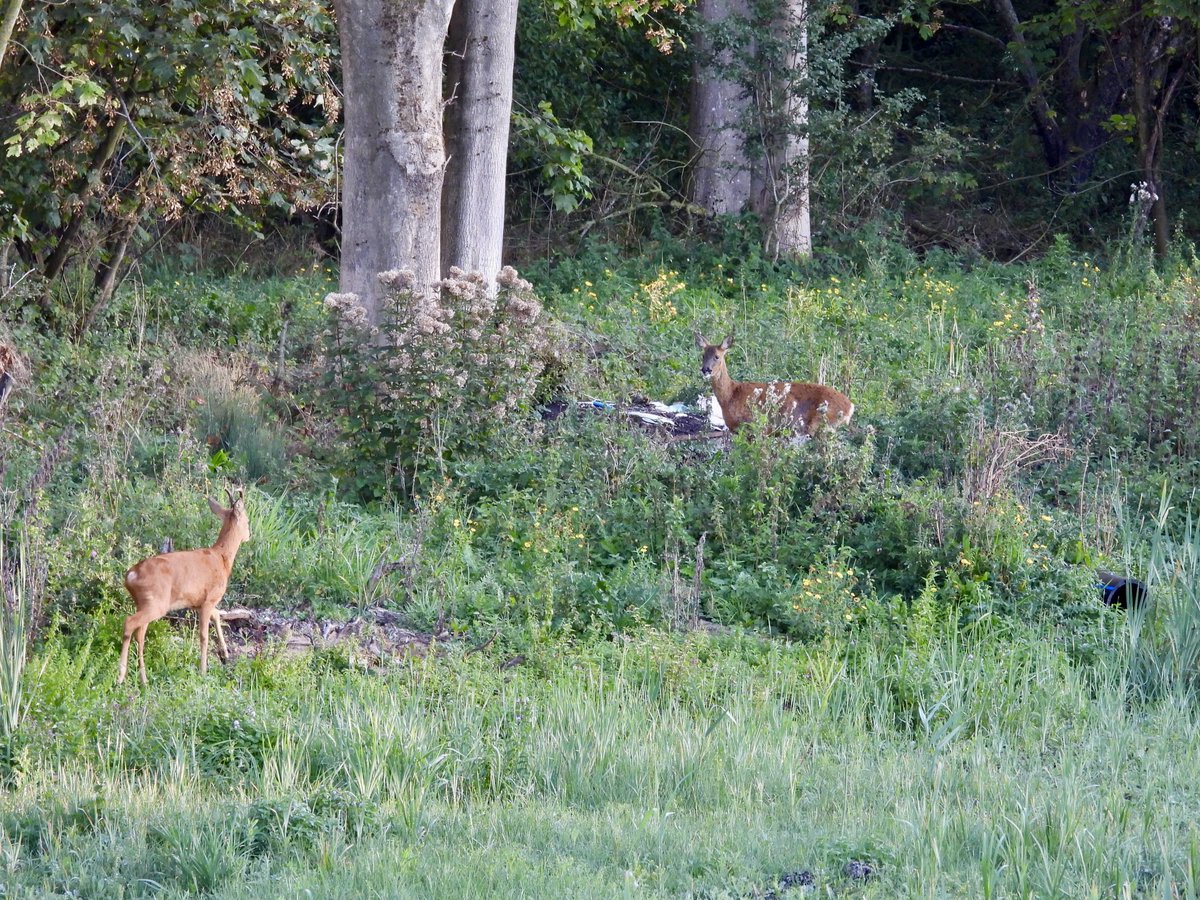 PatHogarth's tweet photo. Lovely day @tophilllow but a bit quiet. Best I could do,
Buzzard &amp; Sparrowhawk at distance, Water Rail &amp; Jay much closer , Roe Deer truce @BNAscience @Britnatureguide @Mammal_Society @Natures_Voice #TwitterNatureCommunity https://t.co/IyaY7bfzGN