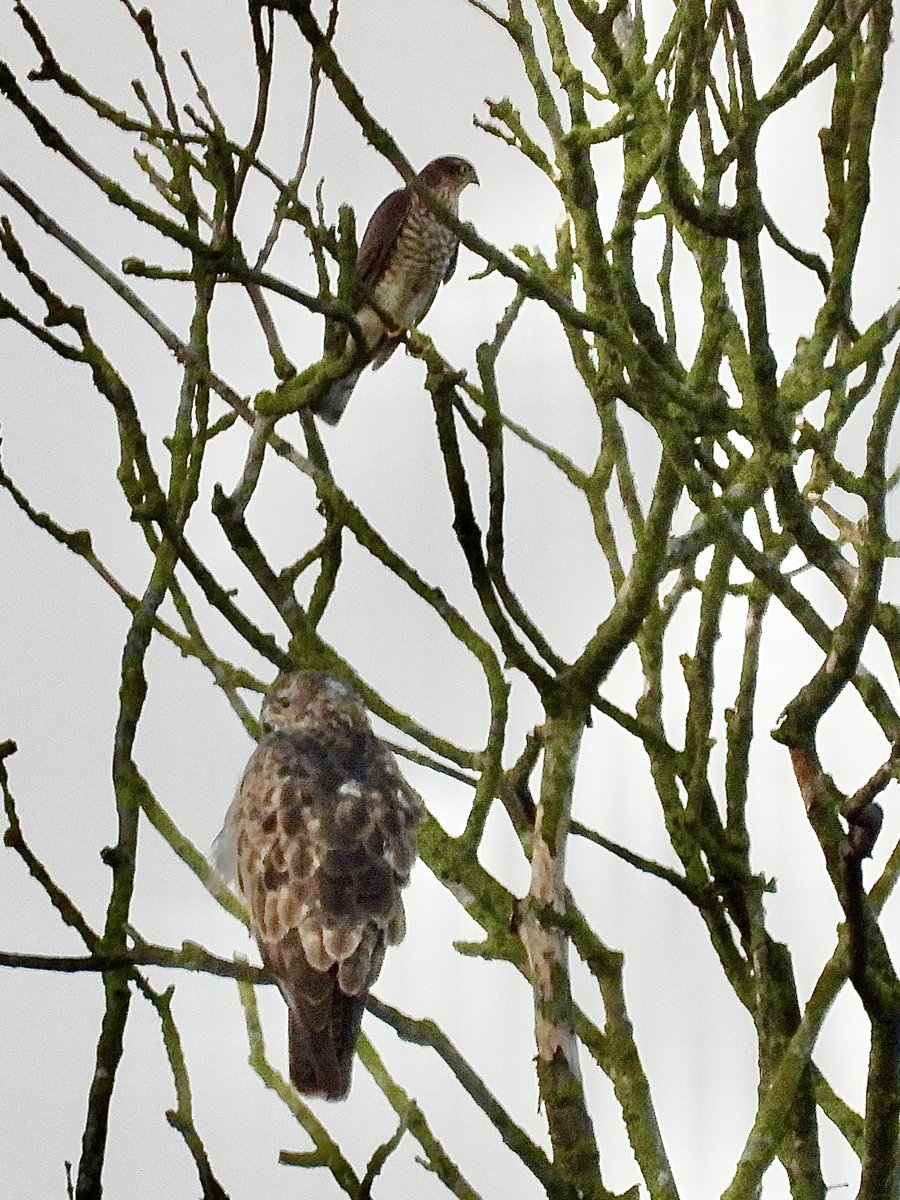 PatHogarth's tweet photo. Lovely day @tophilllow but a bit quiet. Best I could do,
Buzzard &amp; Sparrowhawk at distance, Water Rail &amp; Jay much closer , Roe Deer truce @BNAscience @Britnatureguide @Mammal_Society @Natures_Voice #TwitterNatureCommunity https://t.co/IyaY7bfzGN