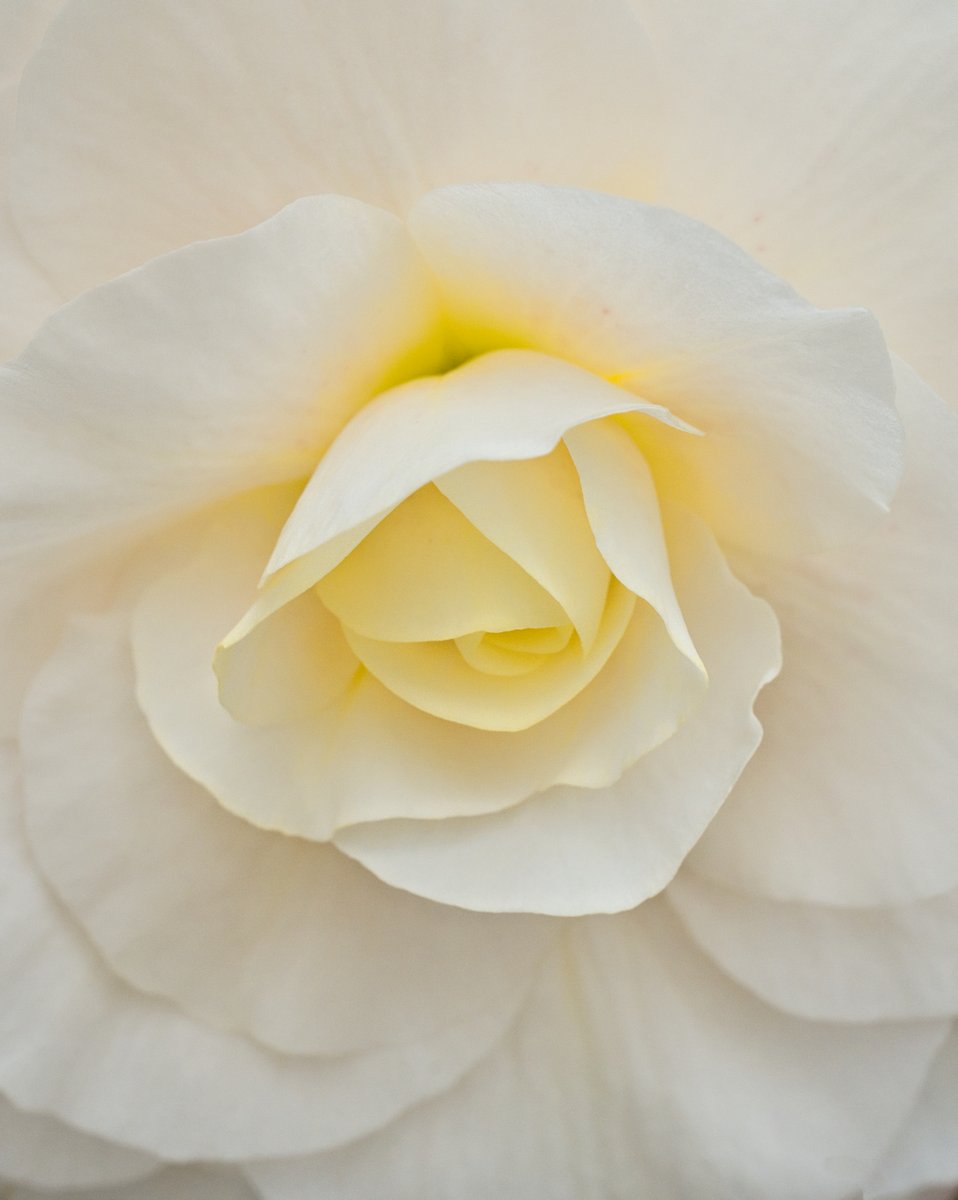 t_maro_texture's tweet photo. 白に溶けていくような
そんなシンプルなグラデーションも好き

Sony α 7Ⅴ | なばなの里
#ベゴニア https://t.co/cSgLabJ087