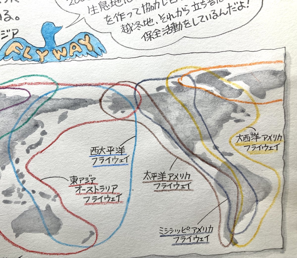 trill_yukawa's tweet photo. 鳥のお話会で皆さんにお配りする資料描き描き🦆
渡り鳥のルートを「フライウェイ」と言います。地域で分けて9つ、国を越えた調査協力体制で分かってきたことです。昔は季節で姿を消す鳥は土にもぐって冬眠してると思われてたりしたそうな。
楽しい資料になりそう。お時間ありましたらご参加ください♬ https://t.co/zqPwOfMqB7