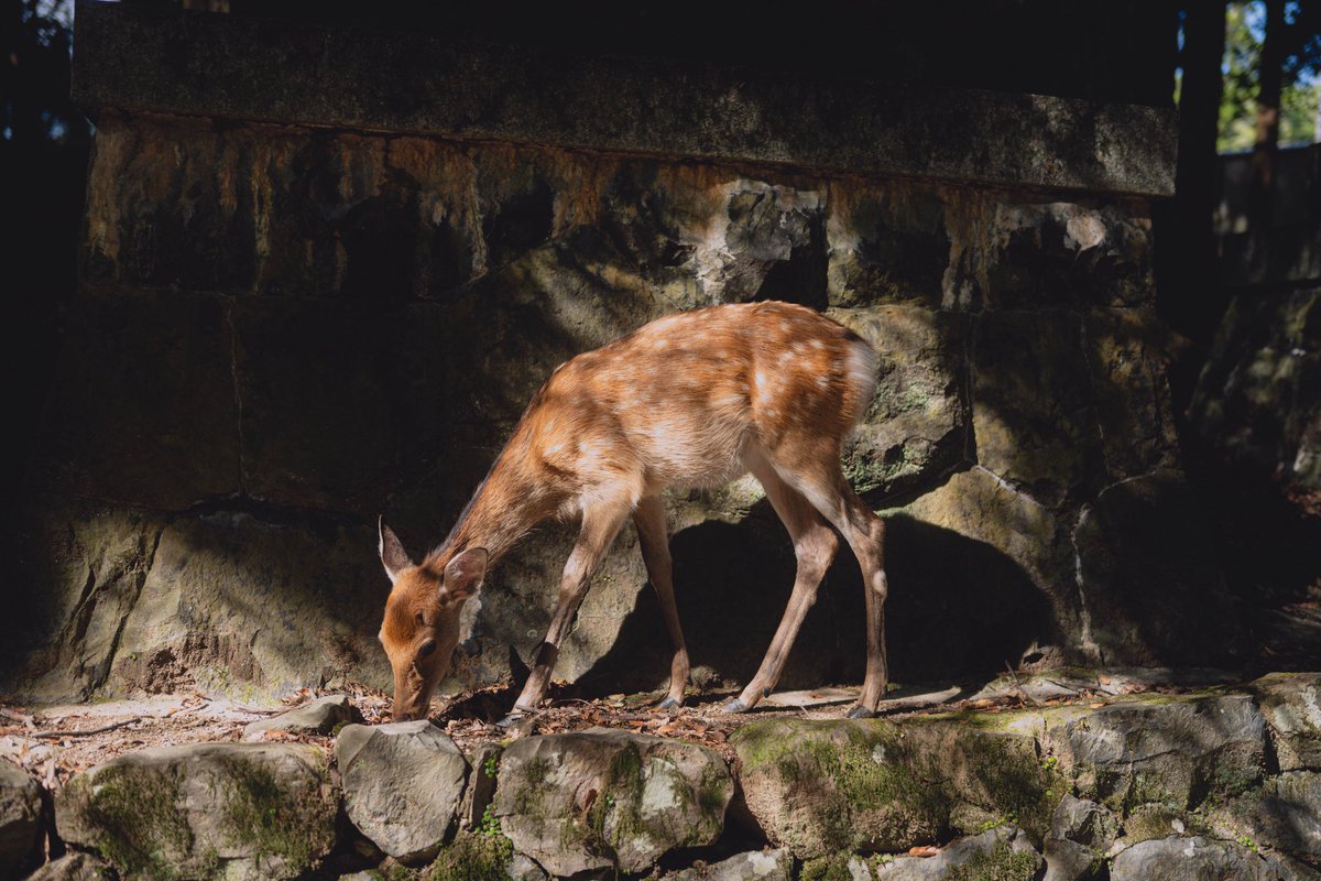 ktskts_films's tweet photo. Nara,Japan,Nikon https://t.co/lgFjTjSeCc