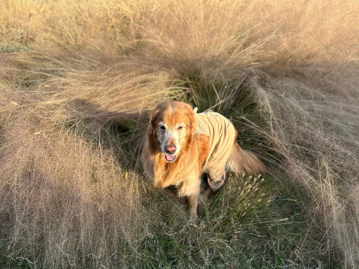 paulr8onaldg9on's tweet photo. Spent the afternoon chasing butterflies with my golden retriever pup  Best kind of quality time ever — no plans, just wagging tails and sunny snuggles. https://t.co/r5CFprh5P3