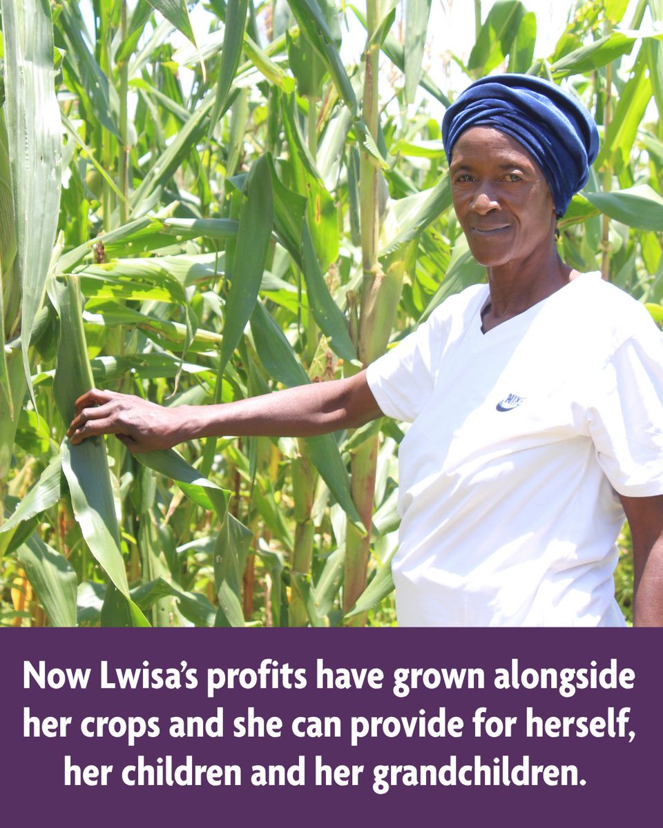 MicroLoan's tweet photo. MicroLoan Foundation helped Lwisa and other smallholders to pick themselves back up again after a severe drought, allowing them to delay their repayments and buy new seeds and fertiliser. #Drought #ClimateChange #Support #SmallBusinessSuccess https://t.co/GjKEVzjiox