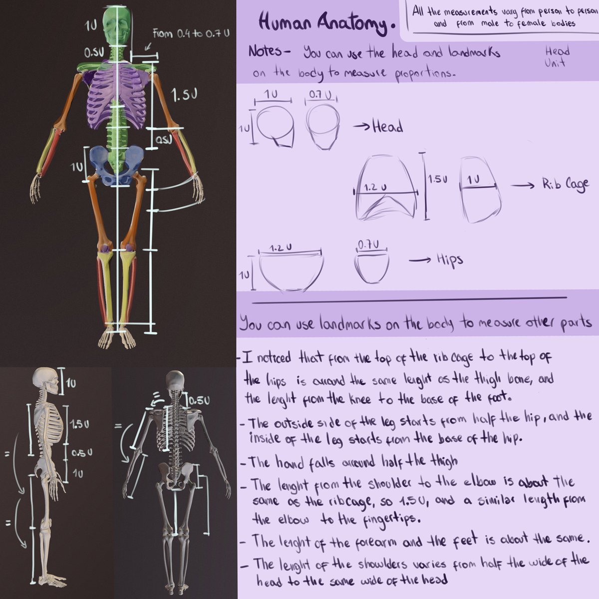 ElliewiArt's tweet photo. Human Anatomy- First theme of our learning journey! Here are my notes and thing to have into account.
Feel free to use them as learning material too!
Looking for #artmoots that might find this useful!✨
#Artlearnig #studyart #practiceart #anatomy #humanbody #conceptart https://t.co/rzMkuT3klo