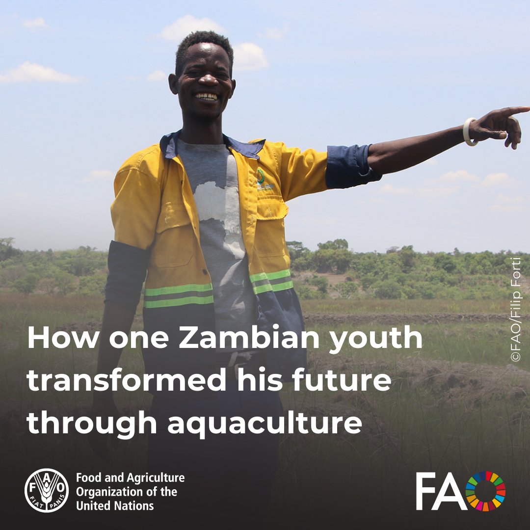 FAOGeneva's tweet photo. Aubrain Lyavuka’s journey from farm labourer to successful fish farmer in Zambia showcases the impact of @FAO and @UNIDO’s @oyaprogramme . 🐟

Discover his inspiring story and its ripple effect on local agribusiness!

➡️ https://t.co/OewROg3PkS https://t.co/25kE9NKjE3