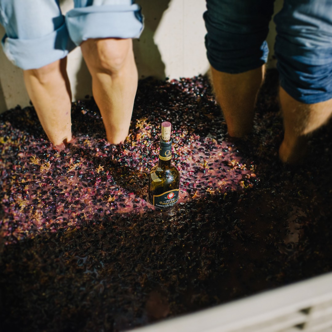 vsattui's tweet photo. Harvest season = party season. 🍇🍷

Come hang with us at our Crush Party on Friday, October 16 for 45+ wines, grape stomping, live music, dancing, wood-fired pizza, and a behind-the-scenes look at harvest.

6–10 PM | Reserve your spot with the link: https://t.co/JTbtS2AztJ https://t.co/F6kq7Bop6S
