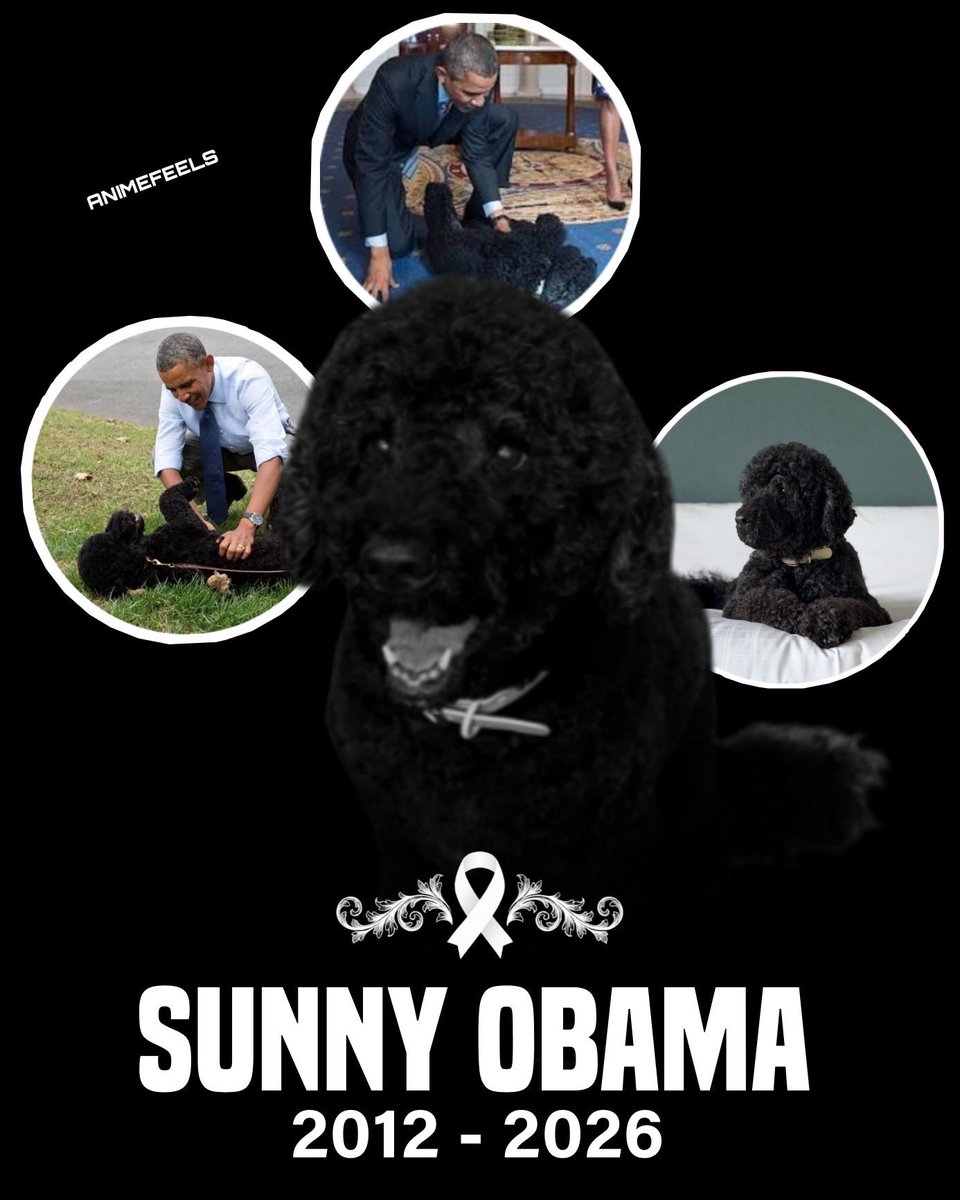animefeelsx_'s tweet photo. Run free, Sunny. 🐾💔

The Obama family’s beloved dog, Sunny, has passed away. Former President Barack Obama shared the heartbreaking news on social media Wednesday.

The 13-year-old Portuguese Water Dog joined the Obama family in August 2013, during Obama’s second term in the White House, and remained a cherished member of the family for 13 years.

Run free, Sunny. You were deeply loved. 🕊️🐾
