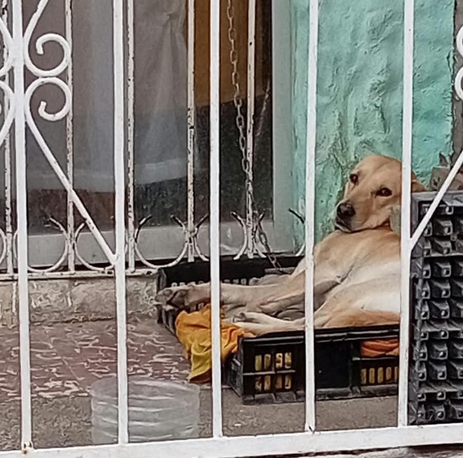 MiRadiols's tweet photo. “Lo tienen encadenado del cuello y sin sombra”: denuncian precarias condiciones para perro en Coquimbo https://t.co/eNKr97LIzH https://t.co/w1XsQ6jVNL