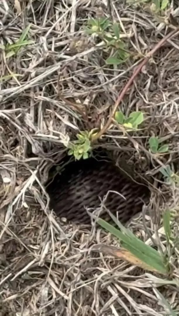biigjay20's tweet photo. My neighbor said she found this at their backyard while cleaning their garden,
This is possible if really the place is bushy, I’ll advice they leave that environment because is deadly for humans to live, especially if you have kids https://t.co/WyVgkQ31Zo