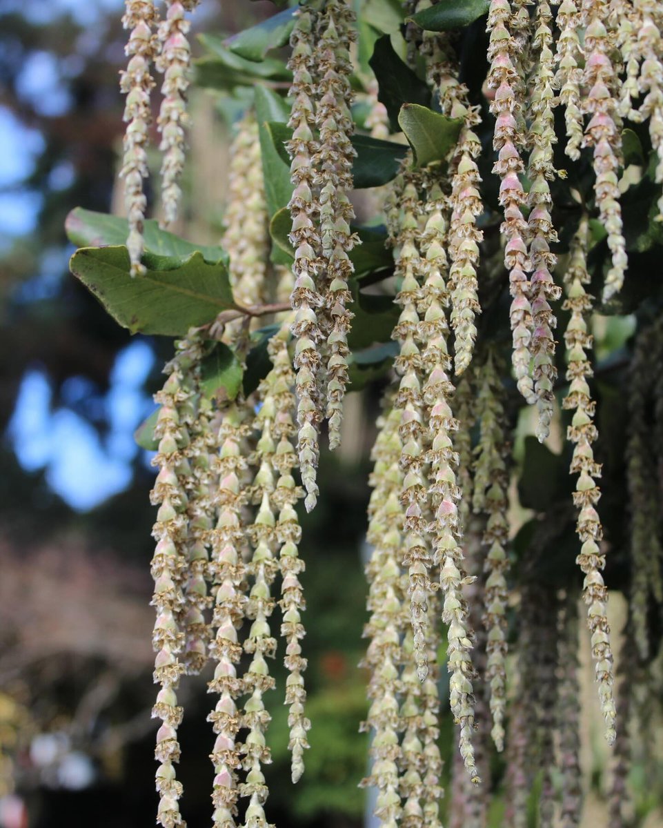 TelmaCaley1z's tweet photo. Voting is OPEN for February’s Plant of the Month! Which will you choose: Viburnum tinus, with tiny pink-and-white flowers against glossy dark green foliage, or Garrya elliptica, with silky tassels hanging above our pathways? Only one can win! https://t.co/wrY7KYnANr