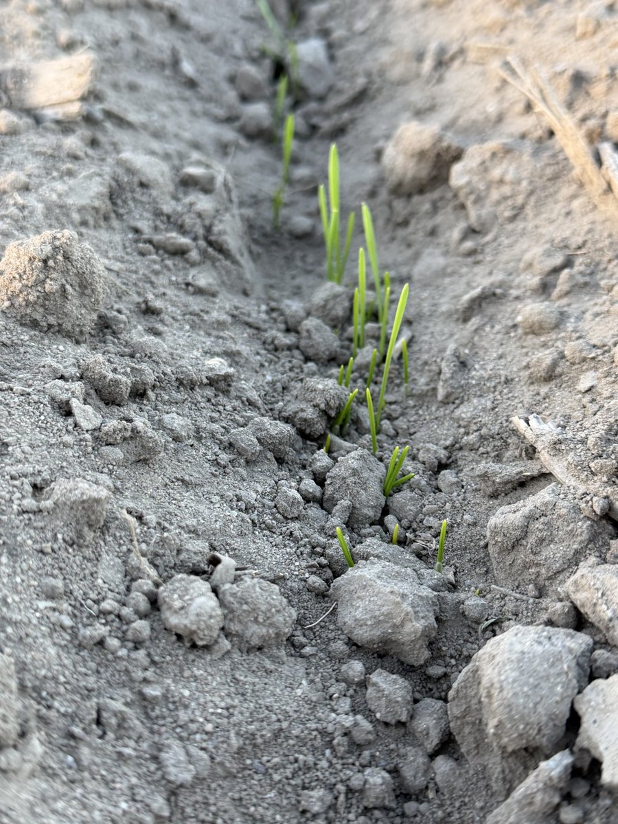 JonathanDansel's tweet photo. Ohhhh snap, here come the wheaties #Wheat27 #Lowerclassgrass https://t.co/njImVER4Fx