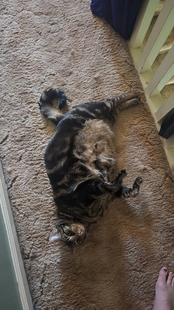 kelpm0nster's tweet photo. To pass, you must pet the belly https://t.co/mcBICBSuqU