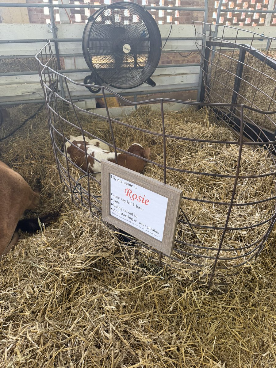 SpectrumWeather's tweet photo. We love when we’re able to get out and about and enjoy a little bit of fair life! And a day at the fair isn’t complete without seeing the animals. From baby calves and sheep to cows, turkeys, and a very photogenic llama, there were plenty of friendly faces at the @KansasStateFair https://t.co/hNVT27co88