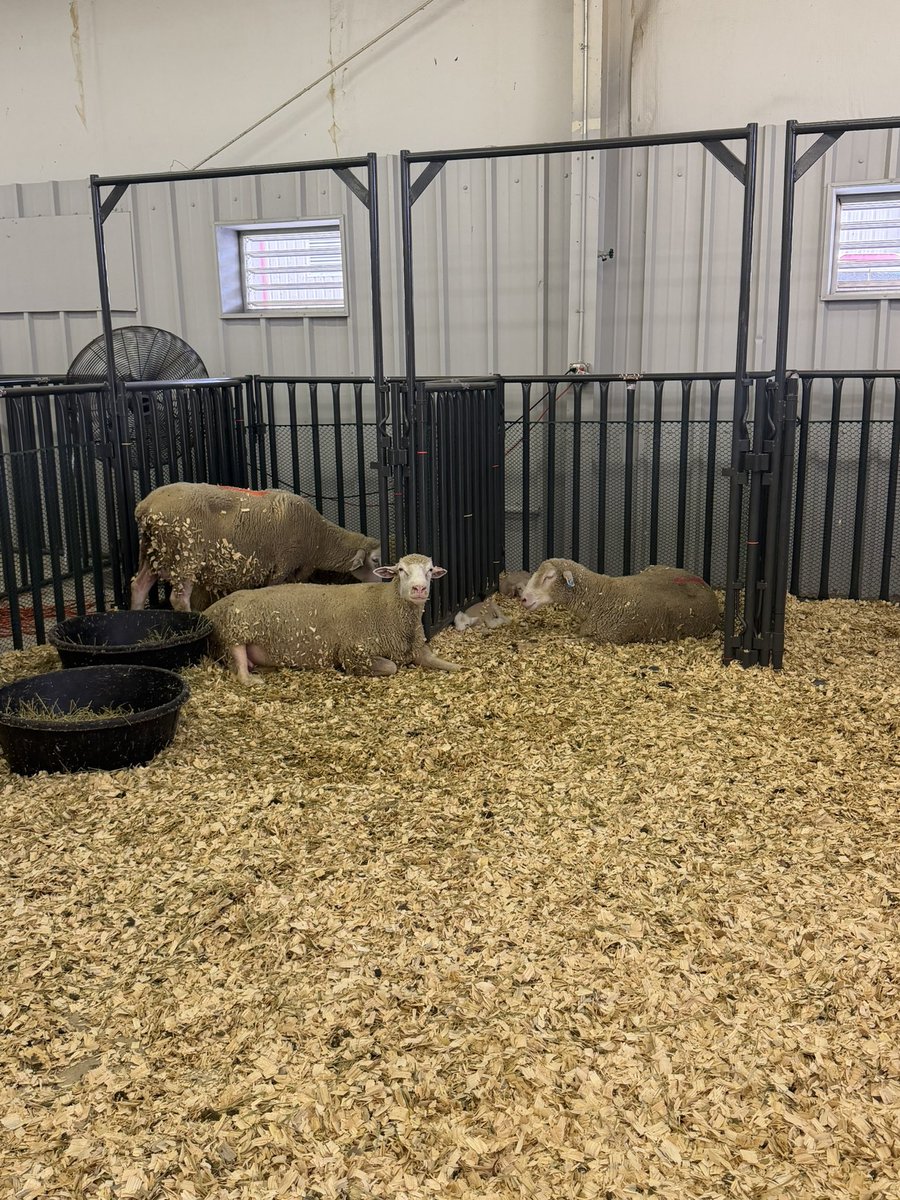 SpectrumWeather's tweet photo. We love when we’re able to get out and about and enjoy a little bit of fair life! And a day at the fair isn’t complete without seeing the animals. From baby calves and sheep to cows, turkeys, and a very photogenic llama, there were plenty of friendly faces at the @KansasStateFair https://t.co/hNVT27co88