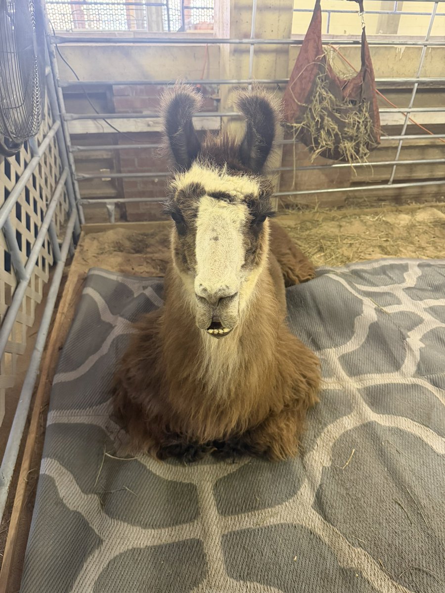 SpectrumWeather's tweet photo. We love when we’re able to get out and about and enjoy a little bit of fair life! And a day at the fair isn’t complete without seeing the animals. From baby calves and sheep to cows, turkeys, and a very photogenic llama, there were plenty of friendly faces at the @KansasStateFair https://t.co/hNVT27co88