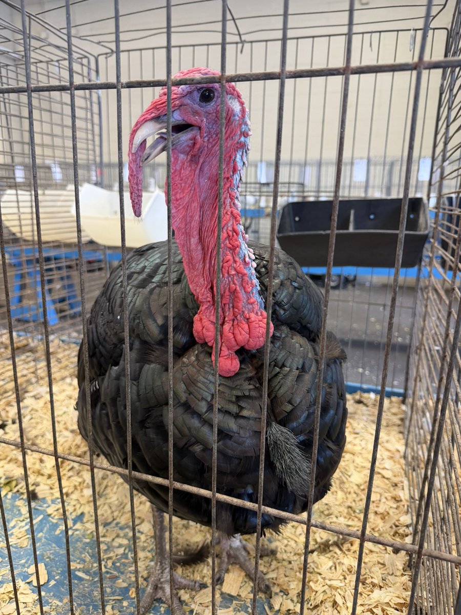 SpectrumWeather's tweet photo. We love when we’re able to get out and about and enjoy a little bit of fair life! And a day at the fair isn’t complete without seeing the animals. From baby calves and sheep to cows, turkeys, and a very photogenic llama, there were plenty of friendly faces at the @KansasStateFair https://t.co/hNVT27co88