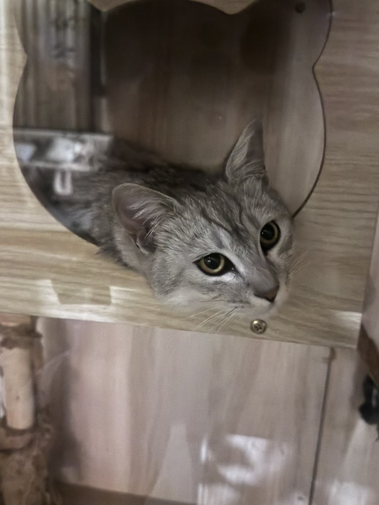 QJ790822's tweet photo. 🆘民宿姐姐说另一只猫猫跑去别的店里被抓回来一次 然后这次又跑了 已三天未归 仅存一只独苗 好自由的地方 https://t.co/bWilMTAljx