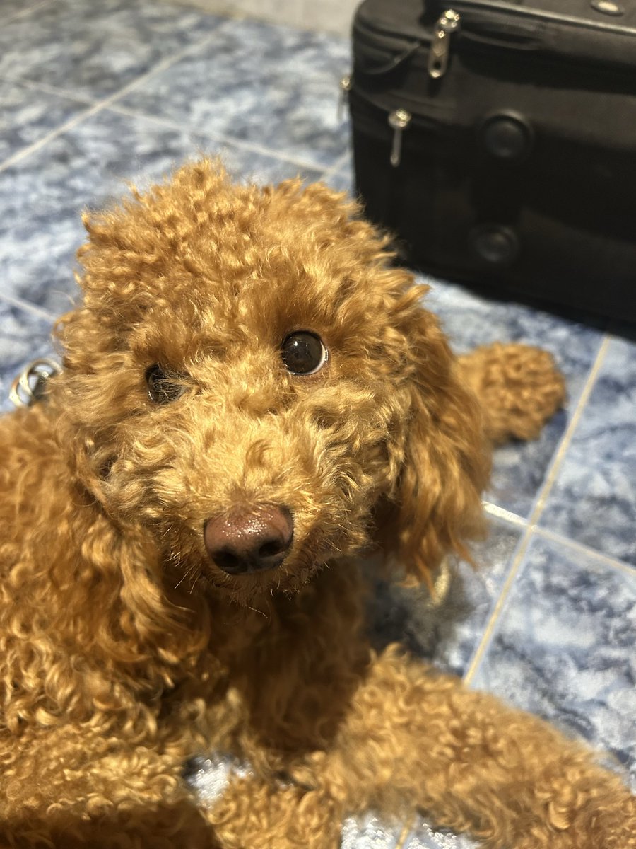 StarsHollowie's tweet photo. Prima foto di quando è arrivata/ la foto più recente della mia BIMBA 🥰🥺 https://t.co/pwAW6n0eul