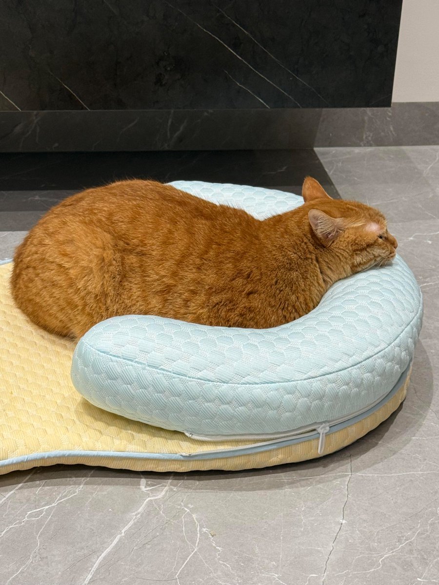 nocontextscats's tweet photo. https://t.co/x2HH70MioC