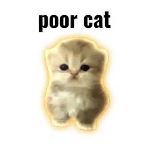 blutogreg's tweet photo. US POVERTY RATES AT ALL TIME LOWS.

Robinhood has "CASH CAT"

NOW Solana has "POOR CAT"

It's the perfect derivative and it matches the current economy perfectly. 📉

$POORCAT (Poor Cat) https://t.co/9kxj62uqq9