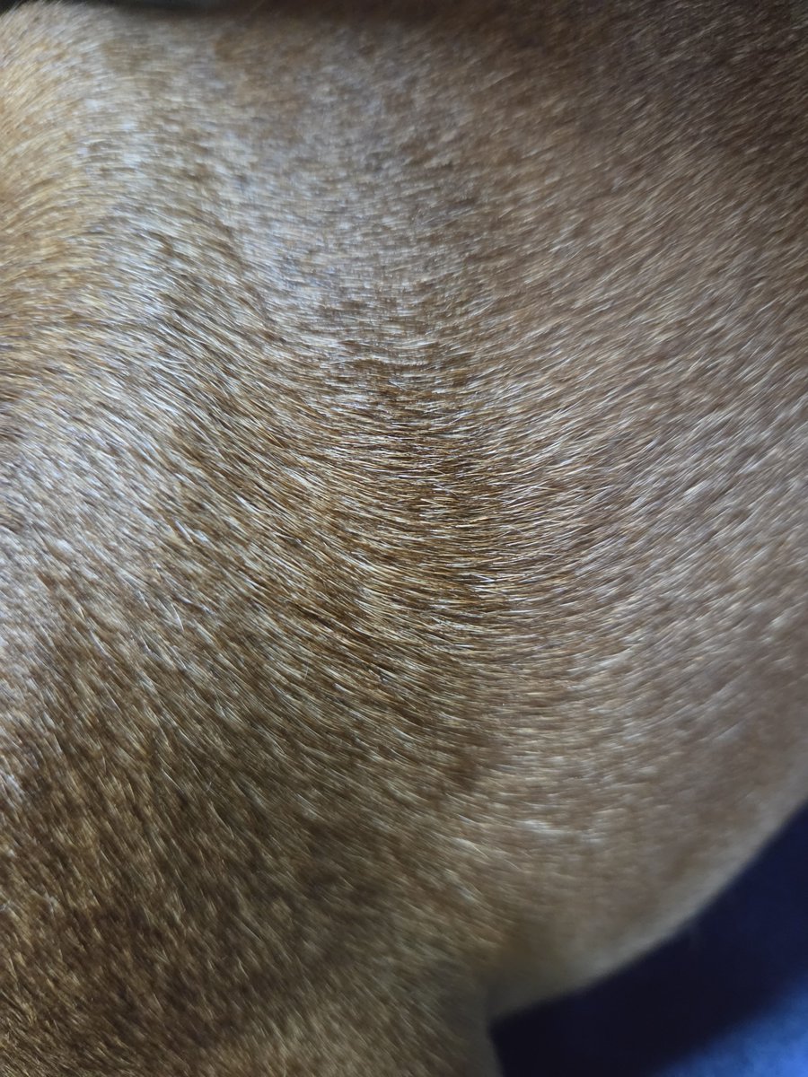 mmmmika05's tweet photo. キウイに見える犬の毛 https://t.co/TtaFb4iJGW