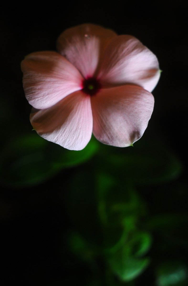 nash_vwh's tweet photo. 2026.09.16 FlowerPhoto
日付が変わる時間帯で夜の気温22℃ほどに。ちょっと一息つくことの出来る9月のにちにち草
ISO400 f 3.5開放 1/40 s秒 JPEG
#MicroNikkor Ai55mmf3.5 #オールドレンズ
#D300S Nikon DX (APS-C) ノートリミング https://t.co/pyyEtFJ1GD
