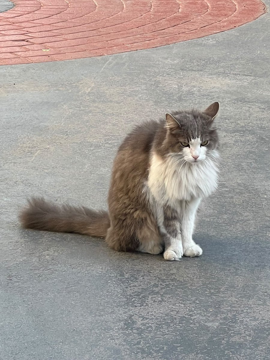 Fipsaskin's tweet photo. İstanbul’da site bahçesine bırakılmış. Önceden evde yaşıyordu. Çok zayıflamış ve mutsuzmuş. Yuva bulabilir misin diye bana fotoğrafını gönderdiler. Ev hayatına alışık kediler sokakta yapamıyor. Bir umut paylaşmak istedim. Belki ona bir yuva buluruz. 🙏 https://t.co/ddPWe5UDYv