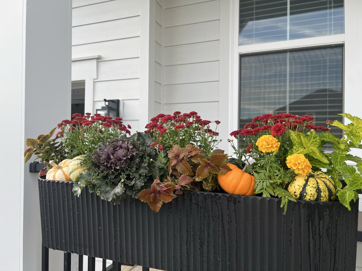 whipmeta's tweet photo. fall tings ✨ decorative kale hates to see me coming https://t.co/7UhbDimmgn