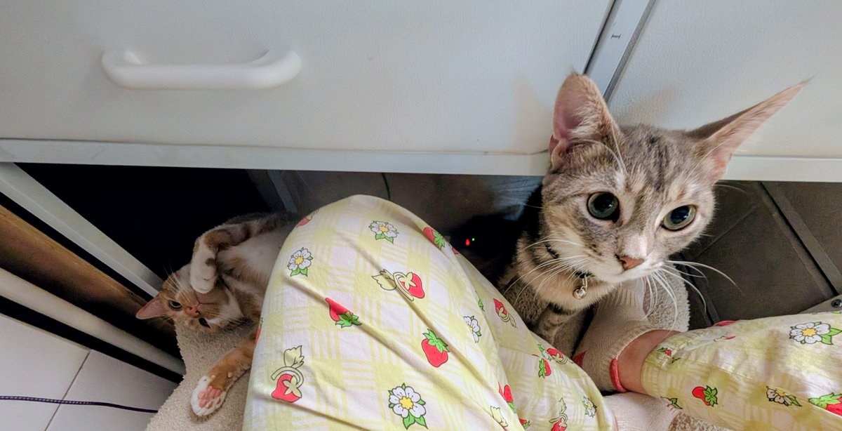0rdinaryWeed's tweet photo. Peaches and Odin taking up my leg space. https://t.co/30YNPcPuUl