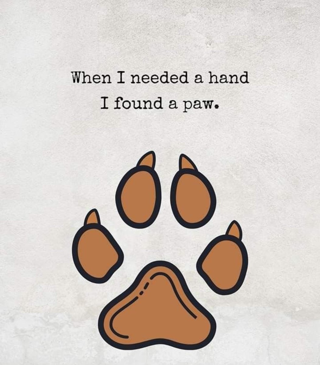Kimpaws28's tweet photo. #dogsofx https://t.co/UmWshnazXL