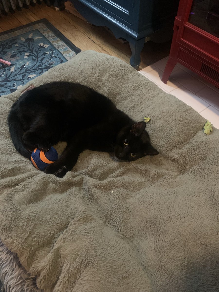 TaliusValius's tweet photo. @Erisalyoshy I have two cats and one dog https://t.co/9hbEBk51Va