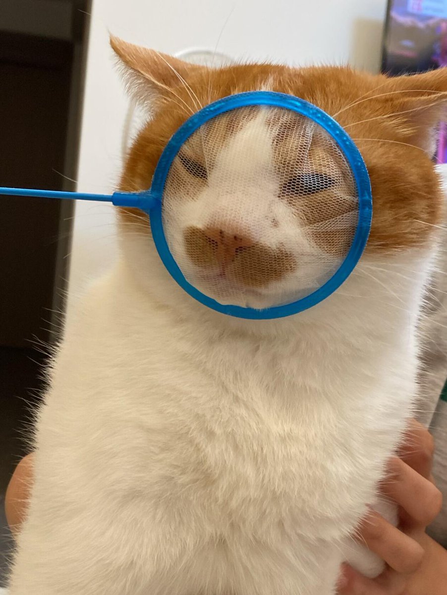 nocontextscats's tweet photo. https://t.co/lafLTUR4Ny