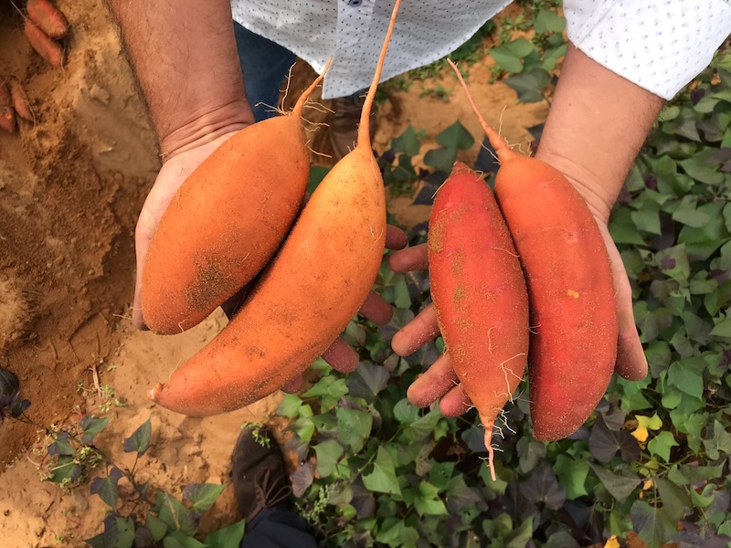 REVISTAFYH's tweet photo. #Torribas refuerza su producción nacional con la finca gaditana #ElTractor
La compañía amplía su presencia al valle del #Guadalquivir e incorpora nuevos cultivos como el #boniato y la #zanahoria, reforzando la capacidad de suministro durante todo el año.
https://t.co/gZ8fRqwsyT https://t.co/6ZPtwUG3Oo