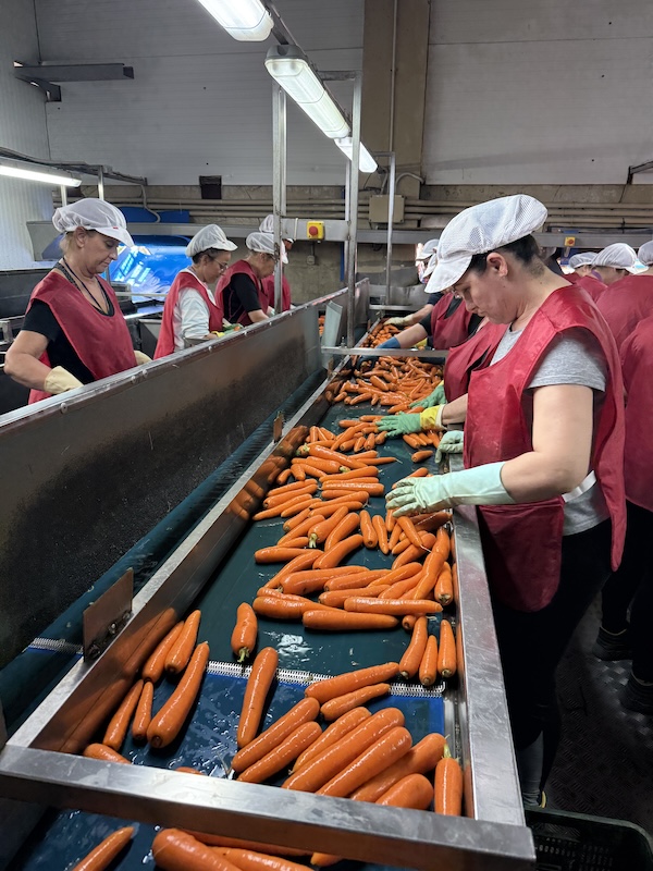 REVISTAFYH's tweet photo. #Torribas refuerza su producción nacional con la finca gaditana #ElTractor
La compañía amplía su presencia al valle del #Guadalquivir e incorpora nuevos cultivos como el #boniato y la #zanahoria, reforzando la capacidad de suministro durante todo el año.
https://t.co/gZ8fRqwsyT https://t.co/6ZPtwUG3Oo