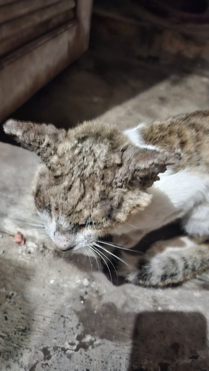 ciaaaaaaaww's tweet photo. help rt!!!
halo semua! aku mau open donasi buat kucing🙂🙂, sebelumnya mohon maaf kalau dirasa fotonya kurang mengenakan😭😭😭 adakah yang berkenan untuk mendonasikan sedikit buat beli salep sama biaya periksa mata😭💔 aku bener" lagi ga ada biaya buat periksain mereka #catlover https://t.co/XIBd2R26uK