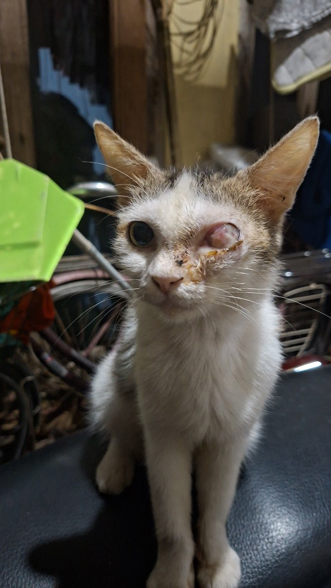 ciaaaaaaaww's tweet photo. help rt!!!
halo semua! aku mau open donasi buat kucing🙂🙂, sebelumnya mohon maaf kalau dirasa fotonya kurang mengenakan😭😭😭 adakah yang berkenan untuk mendonasikan sedikit buat beli salep sama biaya periksa mata😭💔 aku bener" lagi ga ada biaya buat periksain mereka #catlover https://t.co/XIBd2R26uK
