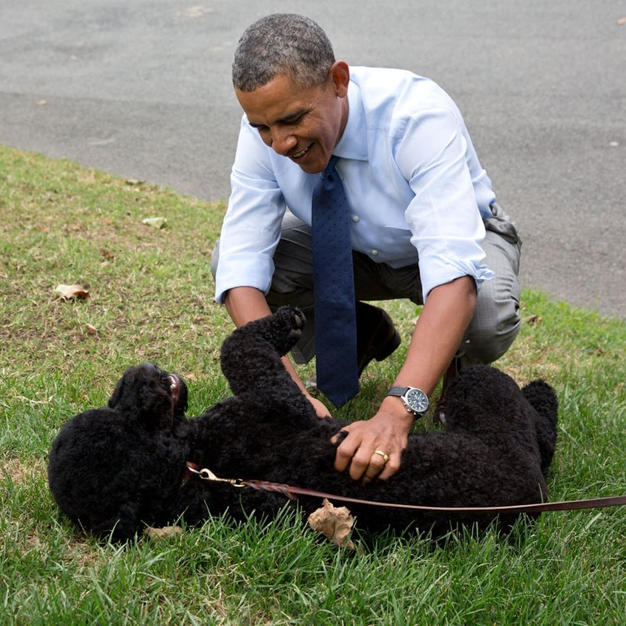 AMAZlNGNATURE's tweet photo. Barack Obama’s beloved family dog Sunny dies at 13

Sunny, the Portuguese Water Dog who joined the Obama family in 2013, became a cherished companion during their years in the White House and remained a beloved part of the family long after https://t.co/6hnnoFOsey