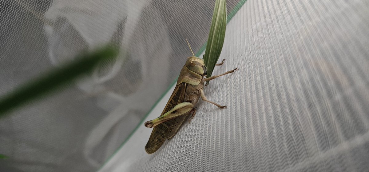 natuzunda's tweet photo. 幼虫の時はピンク色だった個体、完全に1匹で飼育してるんだけど何故か群生相っぽくなりましたね……

でも足には少し孤独相的な色が残ってる、一時期は完全に孤独相になったのによく分からない https://t.co/CZK5aaugtl