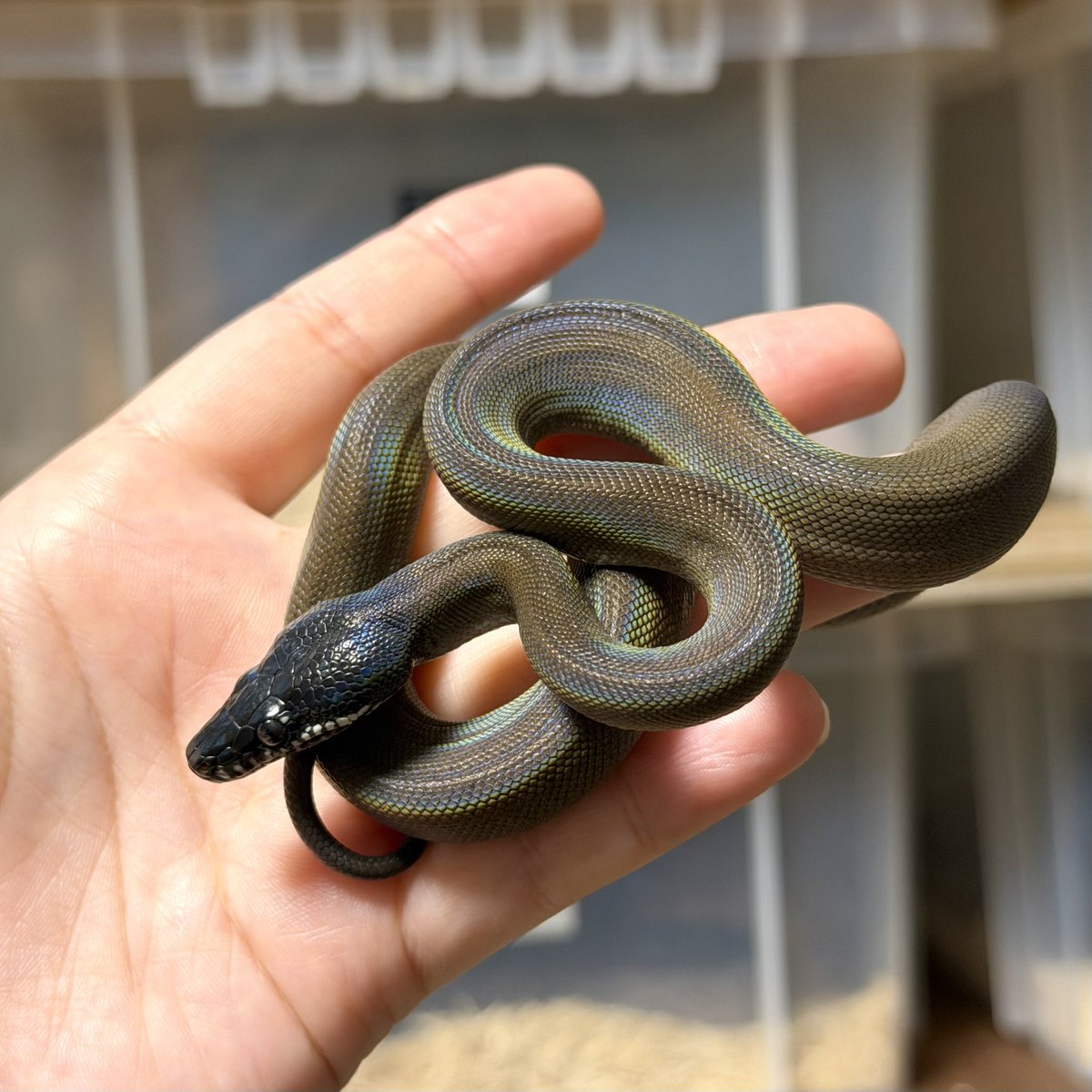 moemoepython's tweet photo. 自家CBアルバ🐍メスb
脱皮してギラギラ���つもより輝いている気がする🤩きれい💖

#アルバーティスパイソン https://t.co/uqYLZAs9t3